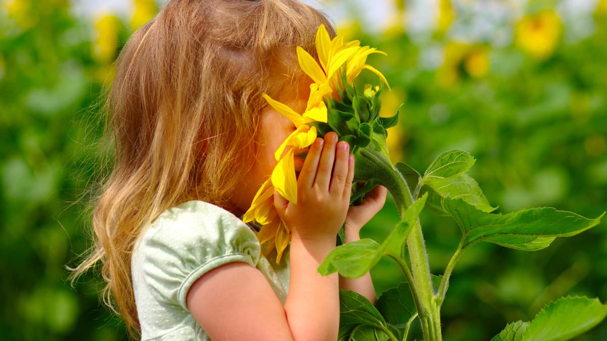 Young girl in a field pressing her face into the blossom of a large sunflower